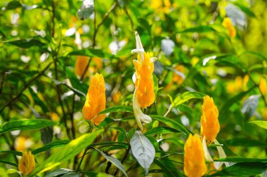 Pachystachys lutea. Altın karides bitkisi ya da lolipop bitkisi olarak bilinir.