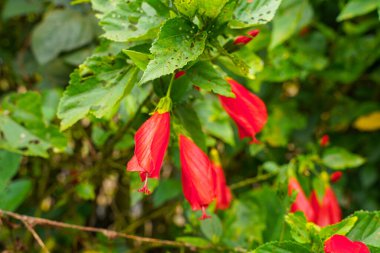 Çin 'in kırmızı çiçeği, Sharon' ın gülü, hardy hibiscus, rose mallow, Chinese hibiscus, Hawaiian hibiscus ya da Shoeblackplant. 