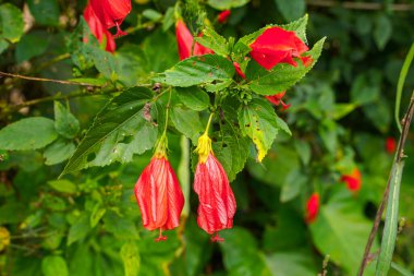 Çin 'in kırmızı çiçeği, Sharon' ın gülü, hardy hibiscus, rose mallow, Chinese hibiscus, Hawaiian hibiscus ya da Shoeblackplant. 