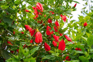 Çin 'in kırmızı çiçeği, Sharon' ın gülü, hardy hibiscus, rose mallow, Chinese hibiscus, Hawaiian hibiscus ya da Shoeblackplant. 