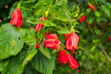 Çin 'in kırmızı çiçeği, Sharon' ın gülü, hardy hibiscus, rose mallow, Chinese hibiscus, Hawaiian hibiscus ya da Shoeblackplant. 