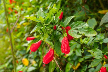 Çin 'in kırmızı çiçeği, Sharon' ın gülü, hardy hibiscus, rose mallow, Chinese hibiscus, Hawaiian hibiscus ya da Shoeblackplant. 