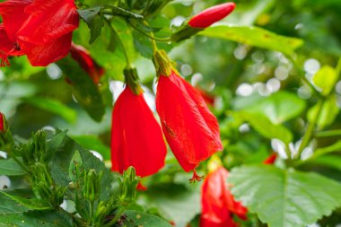 Çin 'in kırmızı çiçeği, Sharon' ın gülü, hardy hibiscus, rose mallow, Chinese hibiscus, Hawaiian hibiscus ya da Shoeblackplant. 