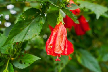 Çin 'in kırmızı çiçeği, Sharon' ın gülü, hardy hibiscus, rose mallow, Chinese hibiscus, Hawaiian hibiscus ya da Shoeblackplant. 