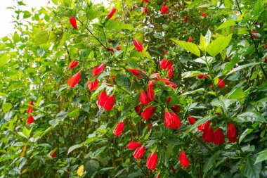 Çin 'in kırmızı çiçeği, Sharon' ın gülü, hardy hibiscus, rose mallow, Chinese hibiscus, Hawaiian hibiscus ya da Shoeblackplant. 