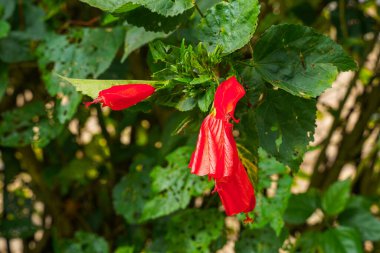 Çin 'in kırmızı çiçeği, Sharon' ın gülü, hardy hibiscus, rose mallow, Chinese hibiscus, Hawaiian hibiscus ya da Shoeblackplant. 