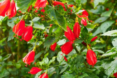 Çin 'in kırmızı çiçeği, Sharon' ın gülü, hardy hibiscus, rose mallow, Chinese hibiscus, Hawaiian hibiscus ya da Shoeblackplant. 