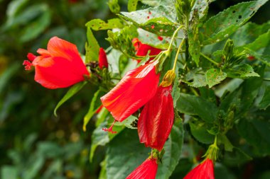 Çin 'in kırmızı çiçeği, Sharon' ın gülü, hardy hibiscus, rose mallow, Chinese hibiscus, Hawaiian hibiscus ya da Shoeblackplant. 