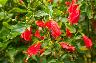 Çin 'in kırmızı çiçeği, Sharon' ın gülü, hardy hibiscus, rose mallow, Chinese hibiscus, Hawaiian hibiscus ya da Shoeblackplant. 