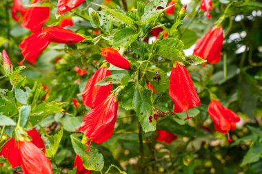 Çin 'in kırmızı çiçeği, Sharon' ın gülü, hardy hibiscus, rose mallow, Chinese hibiscus, Hawaiian hibiscus ya da Shoeblackplant. 