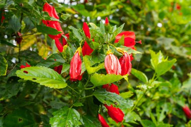 Çin 'in kırmızı çiçeği, Sharon' ın gülü, hardy hibiscus, rose mallow, Chinese hibiscus, Hawaiian hibiscus ya da Shoeblackplant. 
