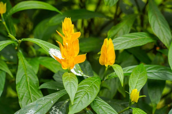 Pachystachys lutea. Altın karides bitkisi ya da lolipop bitkisi olarak bilinir.