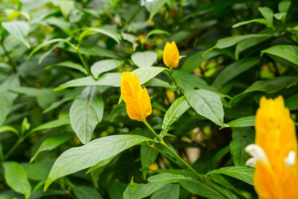 Pachystachys lutea. Altın karides bitkisi ya da lolipop bitkisi olarak bilinir.