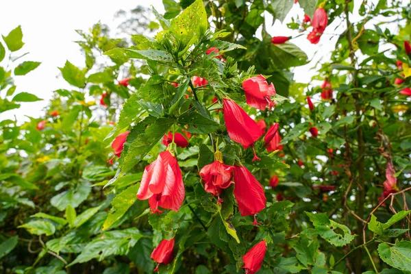 Çin 'in kırmızı çiçeği, Sharon' ın gülü, hardy hibiscus, rose mallow, Chinese hibiscus, Hawaiian hibiscus ya da Shoeblackplant. 