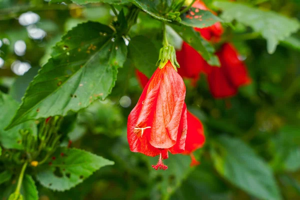 Çin 'in kırmızı çiçeği, Sharon' ın gülü, hardy hibiscus, rose mallow, Chinese hibiscus, Hawaiian hibiscus ya da Shoeblackplant. 