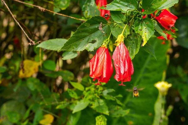 Çin 'in kırmızı çiçeği, Sharon' ın gülü, hardy hibiscus, rose mallow, Chinese hibiscus, Hawaiian hibiscus ya da Shoeblackplant. 