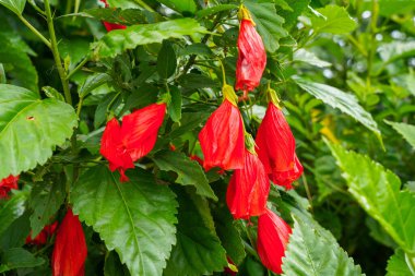 Çin 'in kırmızı çiçeği, Sharon' ın gülü, hardy hibiscus, rose mallow, Chinese hibiscus, Hawaiian hibiscus ya da Shoeblackplant. 