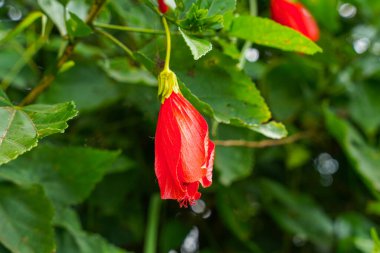 Çin 'in kırmızı çiçeği, Sharon' ın gülü, hardy hibiscus, rose mallow, Chinese hibiscus, Hawaiian hibiscus ya da Shoeblackplant. 