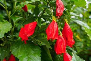 Çin 'in kırmızı çiçeği, Sharon' ın gülü, hardy hibiscus, rose mallow, Chinese hibiscus, Hawaiian hibiscus ya da Shoeblackplant. 