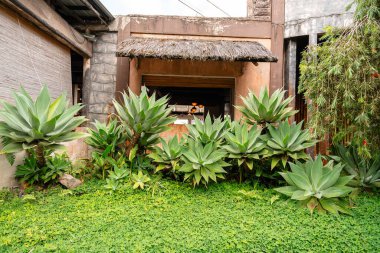 Agave attenuata, Asparagaceae familyasından bir bitki türü olup genellikle tilki kuyruğu ya da aslan kuyruğu olarak bilinir..