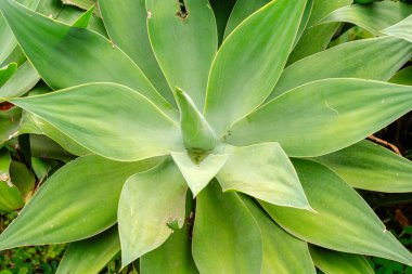 Agave attenuata, Asparagaceae familyasından bir bitki türü olup genellikle tilki kuyruğu ya da aslan kuyruğu olarak bilinir..