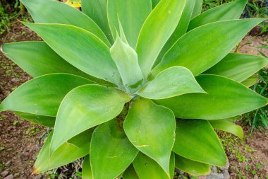 Agave attenuata, Asparagaceae familyasından bir bitki türü olup genellikle tilki kuyruğu ya da aslan kuyruğu olarak bilinir..