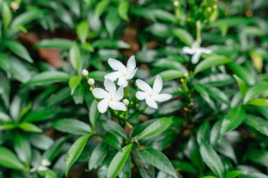 Jasminum sambac, Hindistan 'ın güneydoğu Asya bölgesinden tropikal Asya' ya özgü bir yasemin türüdür..