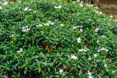 Jasminum sambac, Hindistan 'ın güneydoğu Asya bölgesinden tropikal Asya' ya özgü bir yasemin türüdür..
