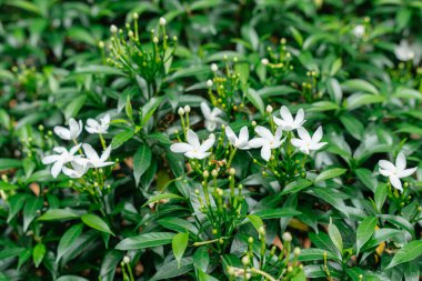Jasminum sambac, Hindistan 'ın güneydoğu Asya bölgesinden tropikal Asya' ya özgü bir yasemin türüdür..