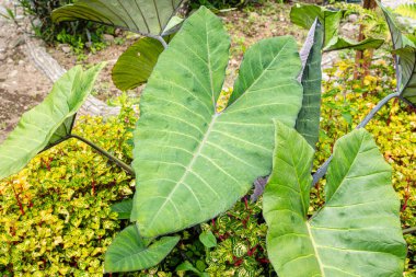 Alocasia macrorrhizos, Araceae familyasından bir bitki türü. Yaygın isimler arasında dev taro, maymun, dev alocasia, biga ve pia yer alıyor..