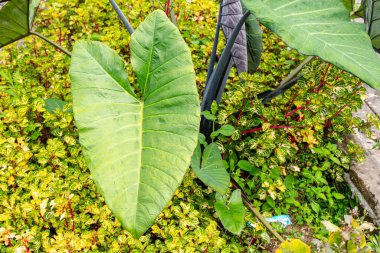 Alocasia macrorrhizos, Araceae familyasından bir bitki türü. Yaygın isimler arasında dev taro, maymun, dev alocasia, biga ve pia yer alıyor..