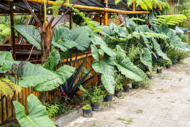 Alocasia macrorrhizos, Araceae familyasından bir bitki türü. Yaygın isimler arasında dev taro, maymun, dev alocasia, biga ve pia yer alıyor..