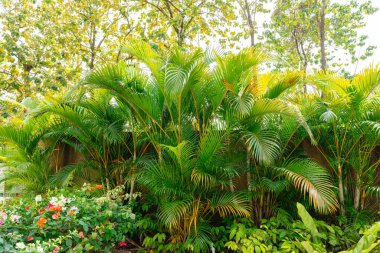 Areca Palmiye Ağaçları. Lüks dypsis lutesanları olan tropik bahçeler veya areca palmiyeleri olarak da bilinen altın palmiye ağaçları..