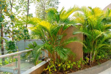 Areca Palmiye Ağaçları. Lüks dypsis lutesanları olan tropik bahçeler veya areca palmiyeleri olarak da bilinen altın palmiye ağaçları..