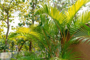 Areca Palmiye Ağaçları. Lüks dypsis lutesanları olan tropik bahçeler veya areca palmiyeleri olarak da bilinen altın palmiye ağaçları..
