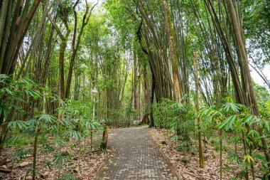Berastagi 'deki Bambu Bahçesi ve Bambu Ormanı Yolu - Kuzey Sumatra