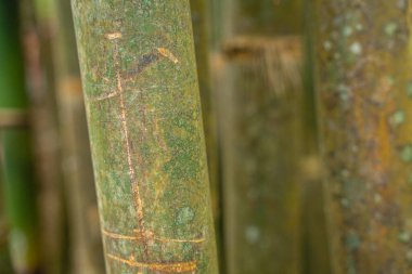 Berastagi 'deki Bambu Bahçesi ve Bambu Ormanı Yolu - Kuzey Sumatra