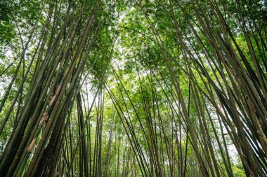 Berastagi 'deki Bambu Bahçesi ve Bambu Ormanı Yolu - Kuzey Sumatra