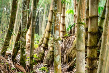 Berastagi 'deki Bambu Bahçesi ve Bambu Ormanı Yolu - Kuzey Sumatra