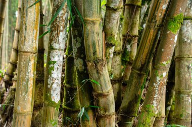 Berastagi 'deki Bambu Bahçesi ve Bambu Ormanı Yolu - Kuzey Sumatra