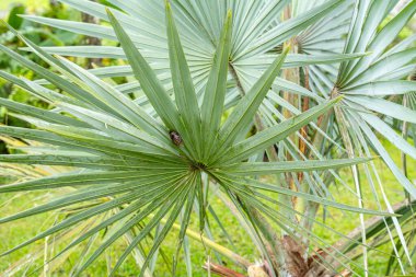 Brahea armata ya da yaygın olarak Meksika mavi palmiyesi, palmiye familyasından bir ağaçtır..
