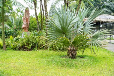 Brahea armata ya da yaygın olarak Meksika mavi palmiyesi, palmiye familyasından bir ağaçtır..