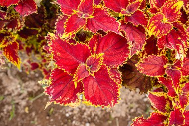 Coleus scutellarioides, kedigiller (Lamiaceae) familyasından bir bitki türü. 