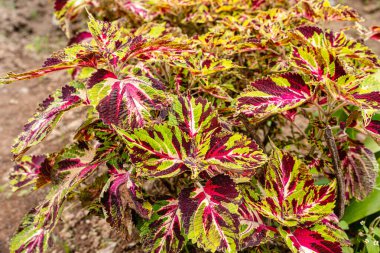 Coleus scutellarioides, kedigiller (Lamiaceae) familyasından bir bitki türü. 