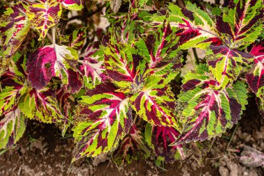 Coleus scutellarioides, kedigiller (Lamiaceae) familyasından bir bitki türü. 