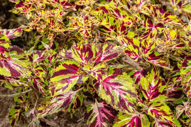 Coleus scutellarioides, kedigiller (Lamiaceae) familyasından bir bitki türü. 