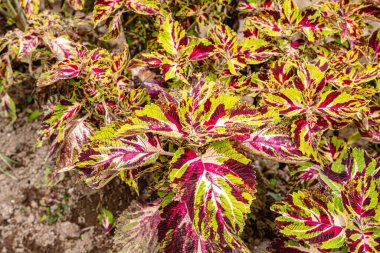 Coleus scutellarioides, kedigiller (Lamiaceae) familyasından bir bitki türü. 