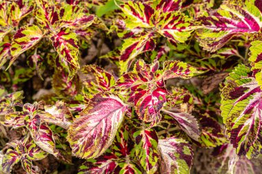 Coleus scutellarioides, kedigiller (Lamiaceae) familyasından bir bitki türü. 