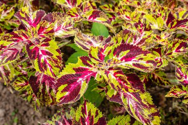 Coleus scutellarioides, kedigiller (Lamiaceae) familyasından bir bitki türü. 
