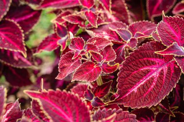 Coleus scutellarioides, kedigiller (Lamiaceae) familyasından bir bitki türü. 